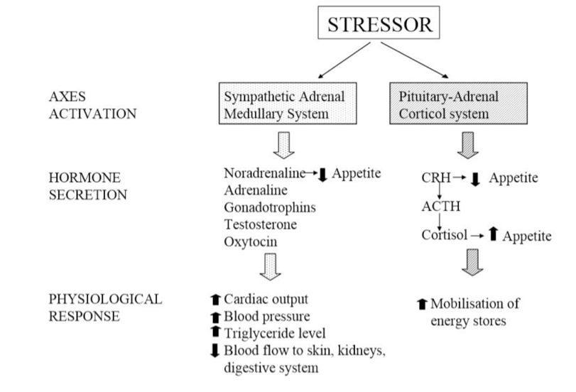 Stress physiological response