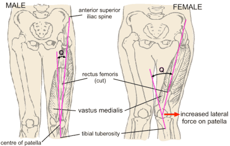 female-anatomy