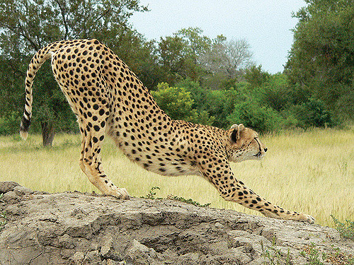 cheetah-stretching